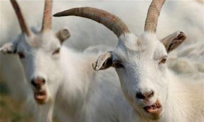 民俗广为流传“十羊九不全”，属羊确实命苦吗？从历史时间视角分析实情