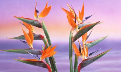 白羊座，拥有 什么非常容易轻视的风采点？