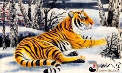 生肖虎，谁都拦不住它？千万别再忽视！