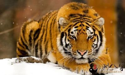 属虎人“致命”缺点是什么？