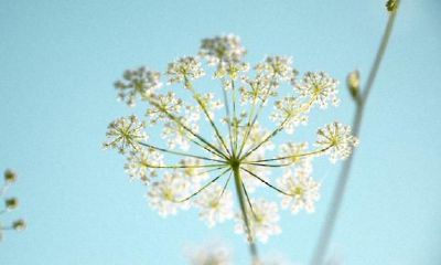 除掉滤镜，陪你见识一下真正的狮子座