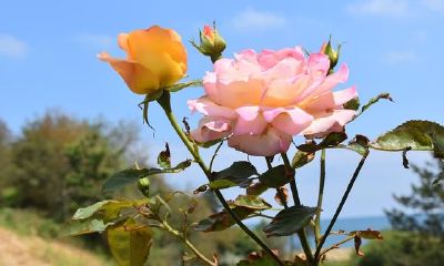 处女座女孩2022年运程详细说明，好运气将飞速上升，各领域有较大发展