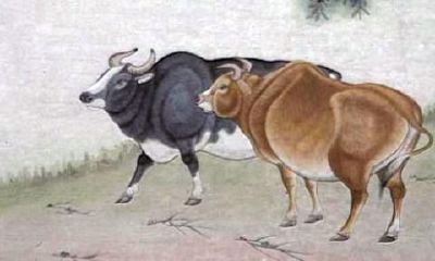 1997年属牛是啥命 1997年属牛人的运气