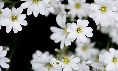 21种上上乘的富贵命八字，上等八字有哪些？