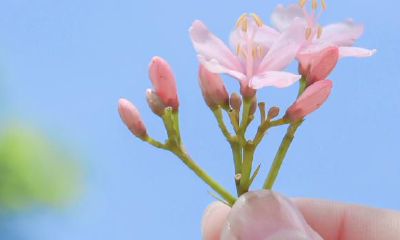 应对情侣，处女座拥有 哪些的强盗逻辑？