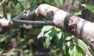 为什么大年初四上坟 春节上坟要注意什么