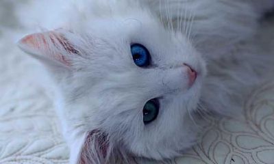 孕妈妈梦见白猫