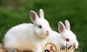 孕妈妈梦见兔子