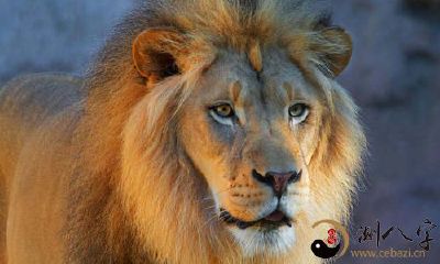 梦见狮子跟我进家门口