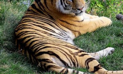 周易八卦考古学31：最难破的卦名，最有意思的卦辞——履卦讲解之一