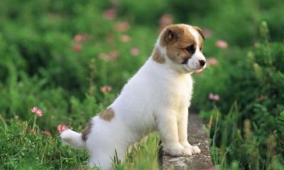 属狗和什么生肖最配 属狗的属相婚配表全集