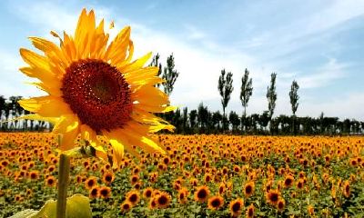 八字世界中的光明与希望