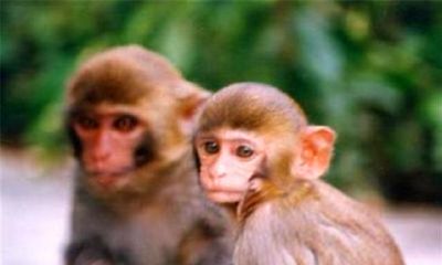 属猴人不一样的时节出生，相匹配不一样的运势，听说很准，值得一看