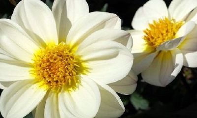 正月初二出生的人叫天胎