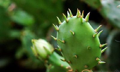 梦见仙人掌长在自身人体上