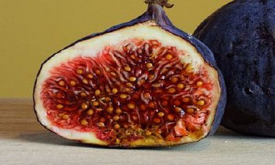 无花果树的风水寓意好吗？