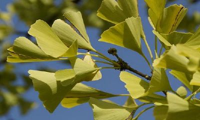 银杏树的寓意和风水如何？