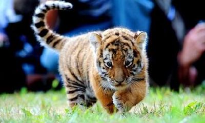 属虎人一年十二个月份出生的运势