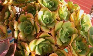 清明节扫墓用什么花？扫墓包几朵菊花合适？