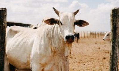 2021辛丑牛年腊八节是哪一天？腊八节为什么喝粥？