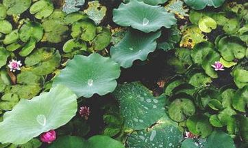 春分节气的含义是什么意思