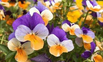 秋社日结婚好吗？这天能回娘家吗？