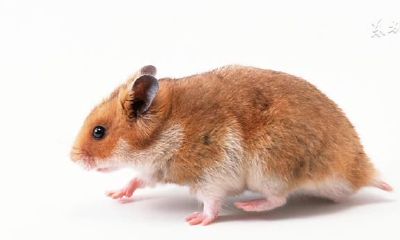 属鼠人：不管怎样都需要谢谢这名贵人相助，这是你一生的贵人相助