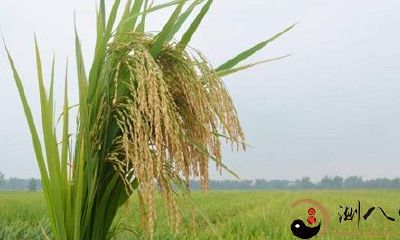 梦见筷子和水稻