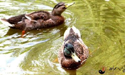 梦见买了二只家鸭