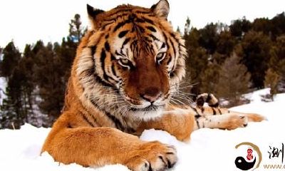 梦见老虎踏入家里