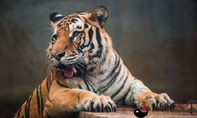 梦见老虎咬自己