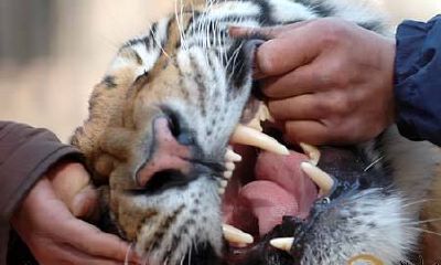 梦见被老虎狮子追着咬