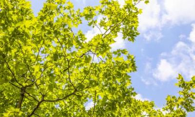 2022年大暑出生的人五行属什么?是好命吗