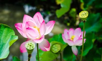 大暑是最热的节气吗?一般多少度