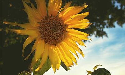 2022年农历八月初五好吗？是吉日吗？