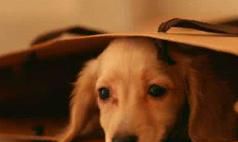 属狗人的后半生：尤其是70年的，