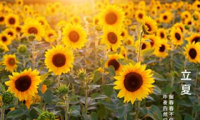 立夏节气吃什么传统食物？2022年什么时候立夏？