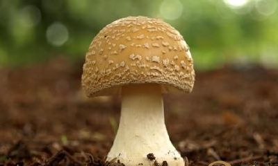 梦见在山上捡来到许多菌类