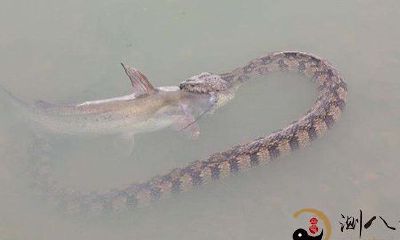 梦到很多蛇和鱼