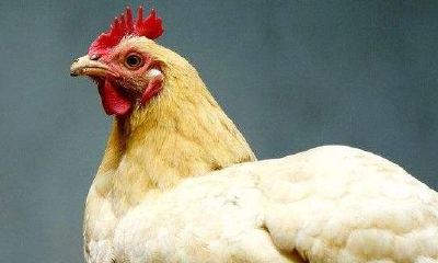 鸡年配什么生肖好 属鸡人的最好配婚