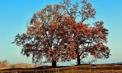 2022壬寅虎年二月初二龙头节是出殡的吉日吗？