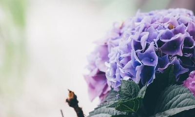 双子座2021年运程，工作上勤奋努力，积极主动前行，摆脱工作短板