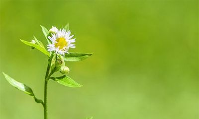 2022年农历二月有哪些适合祈福的日子？烧香祈福的吉日一览表