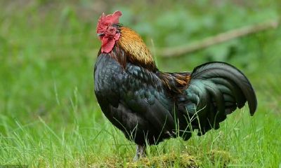 属鸡人一生的运程分析（婚姻生活，工作，身心健康），看看你的运程怎样