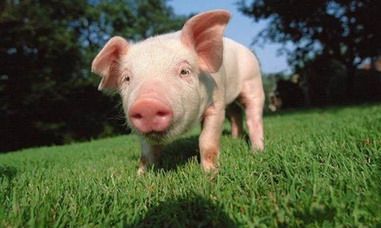 2022年生肖猪与生肖龙结婚好不好？不同月份出生属猪人的婚配对象