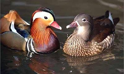 民俗合婚看命法，为您缘分测试