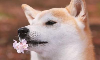 属狗的破月是几月份 解决方式有什么