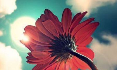 羊年张氏男宝宝最高分起名取名大全