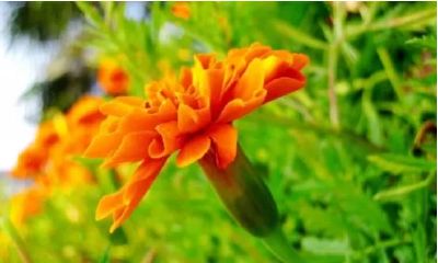 最受欢迎的生肖女，一个大方端庄，一个气质迷人，一个素颜也漂亮