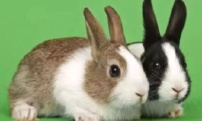 属兔人这件事千万不要碰，离得越远越好！